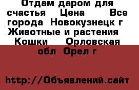 Отдам даром для счастья. › Цена ­ 1 - Все города, Новокузнецк г. Животные и растения » Кошки   . Орловская обл.,Орел г.